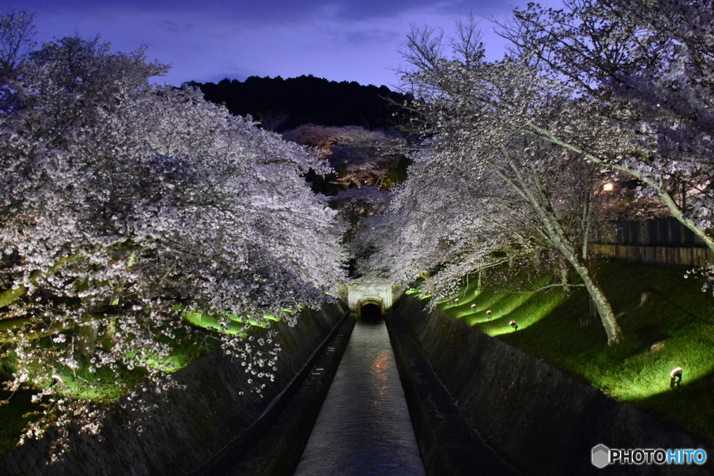 桜 2022『琵琶湖疎水にて』