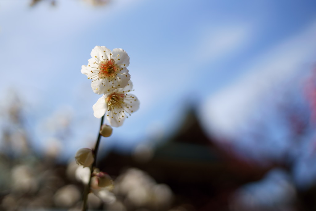 大阪天満宮その2