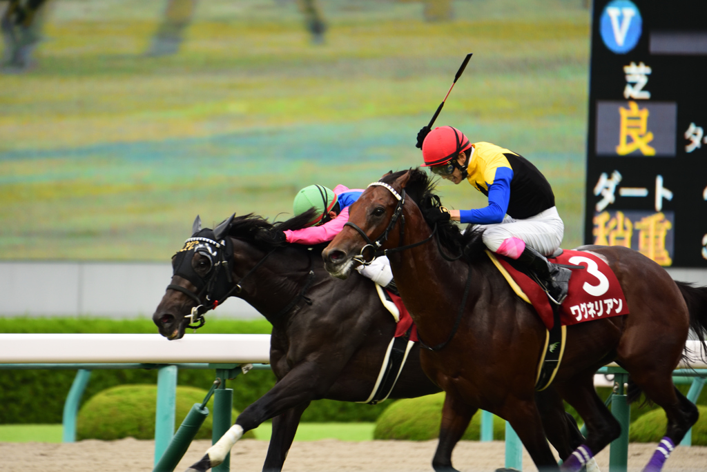 神戸新聞杯