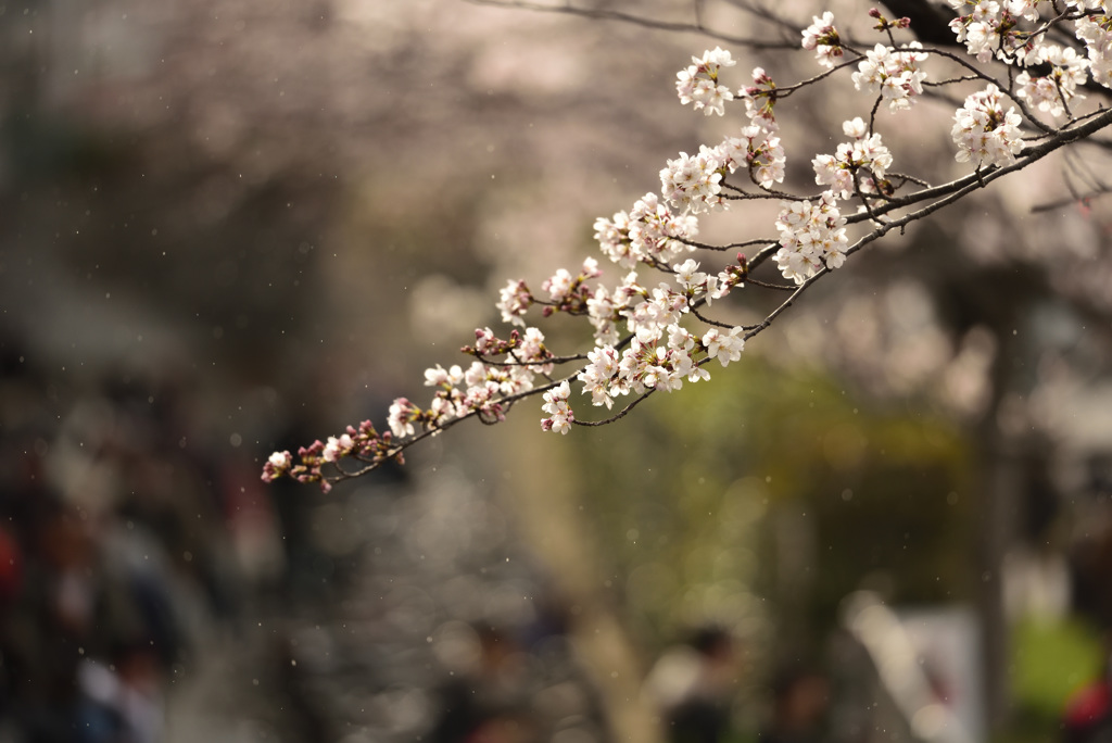 2019.03.31　阪神競馬その4