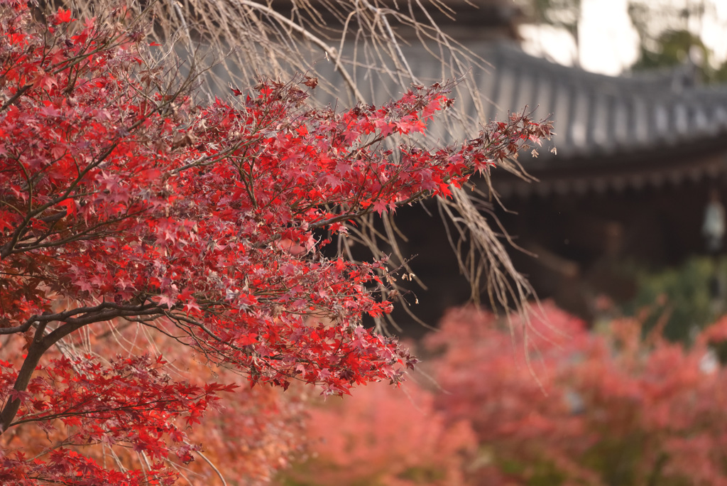 東寺2