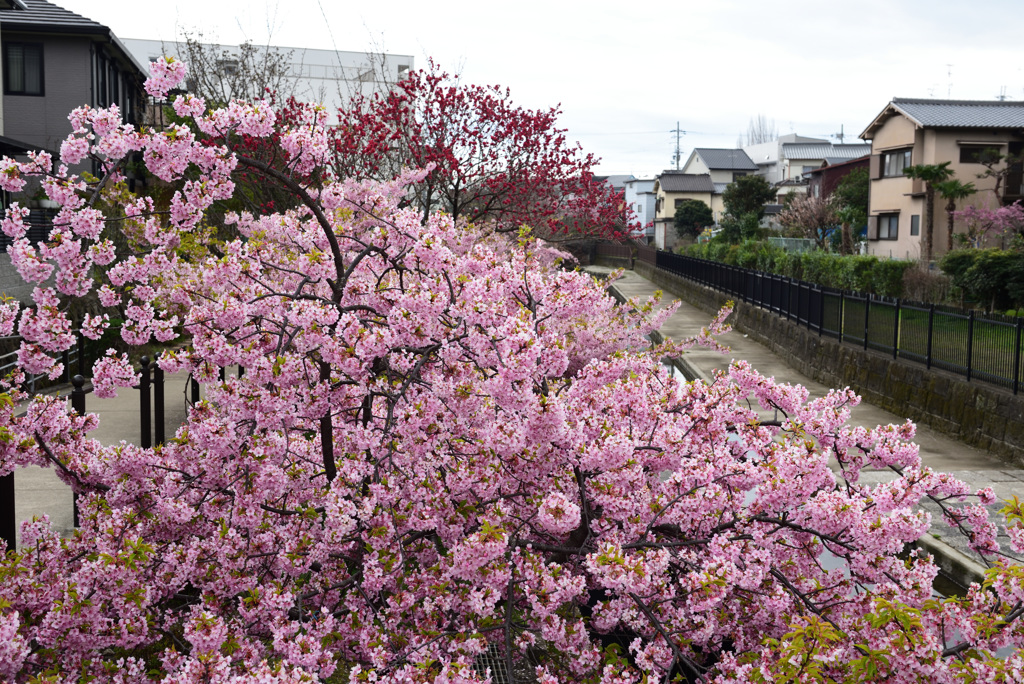 河津桜その2