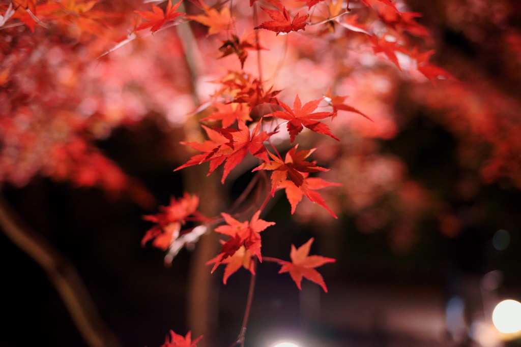 夜の紅葉