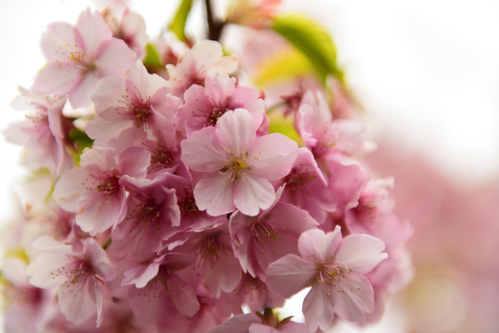 河津桜その1