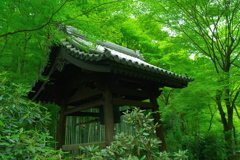圓光寺　盛夏