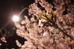 深夜の桜