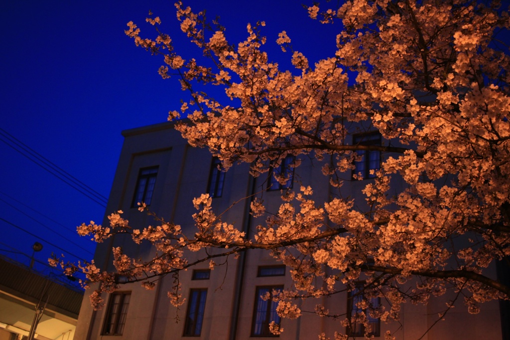 夜桜