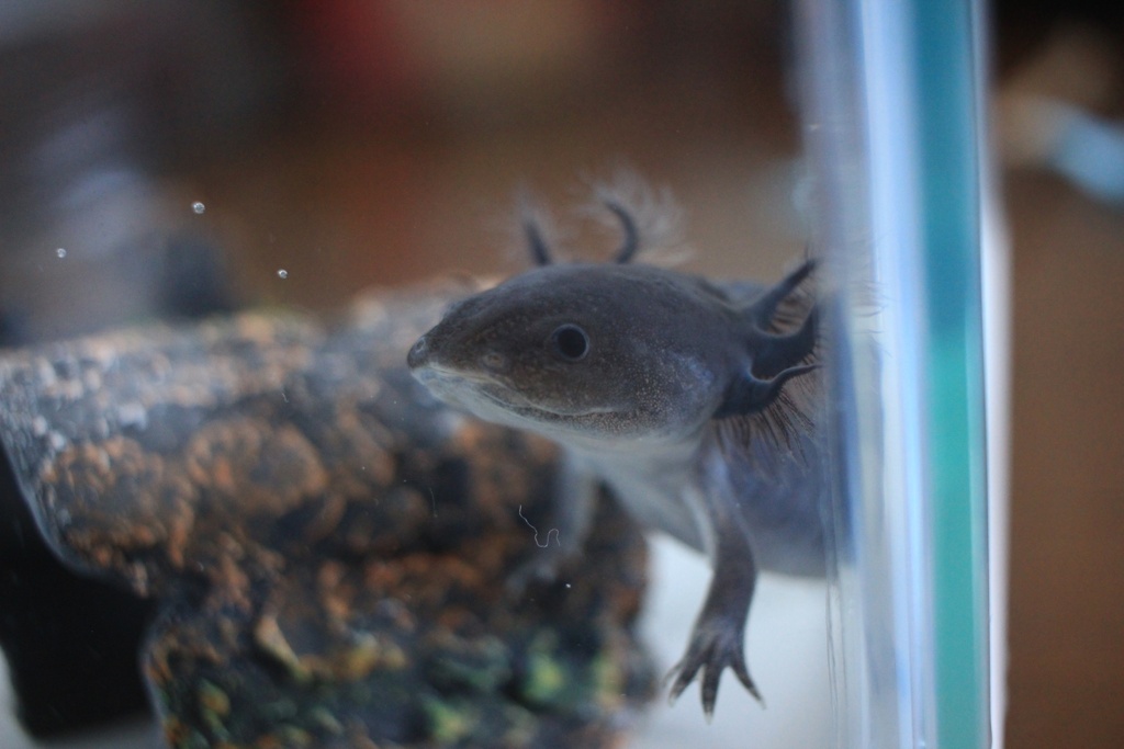 ウパ様お披露目