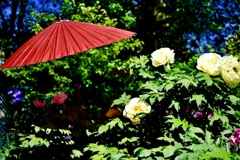 傘と牡丹
