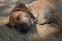 Dog - Thailand