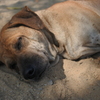 Dog - Thailand