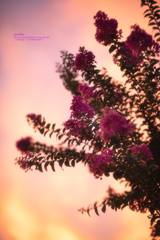 ピンク色の夕暮れ