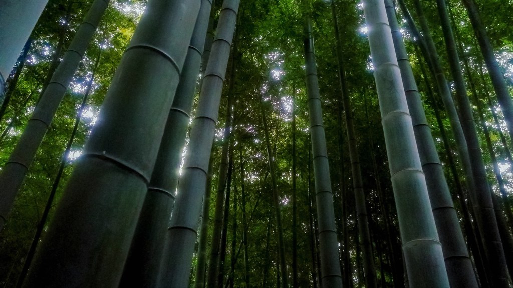 竹林
