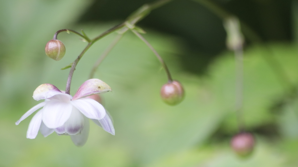 蓮華升麻