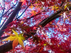 昭和記念公園の紅葉