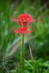 二輪の絡み合う曼珠沙華