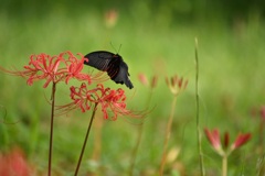 曼珠沙華