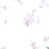水彩の枝垂桜