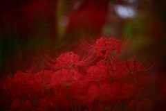 曼珠沙華
