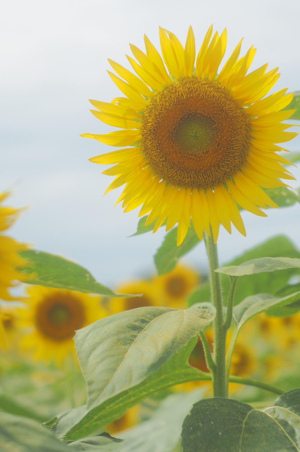遅咲きの向日葵
