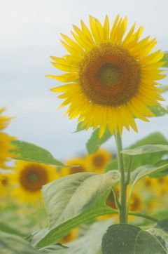 遅咲きの向日葵
