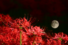 彼岸花×月