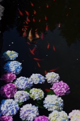 紫陽花と鯉