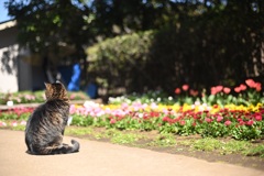 春を感じる猫