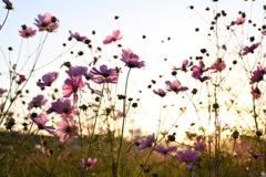 夕暮れの秋桜