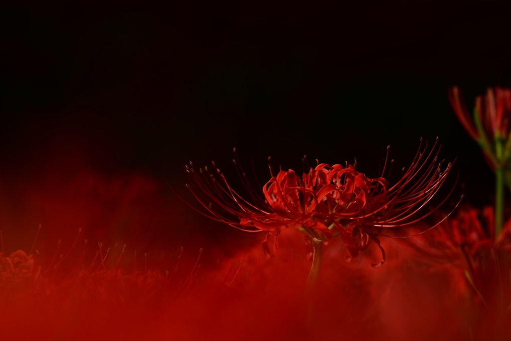 曼珠沙華