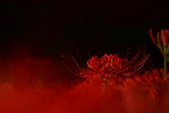 曼珠沙華