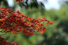 紅葉　その１