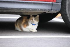 猫は車の下がお好き