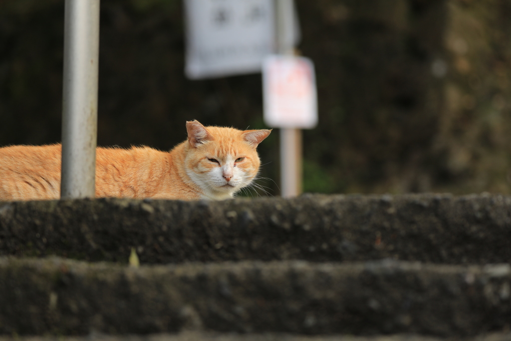 石段の向こうにて