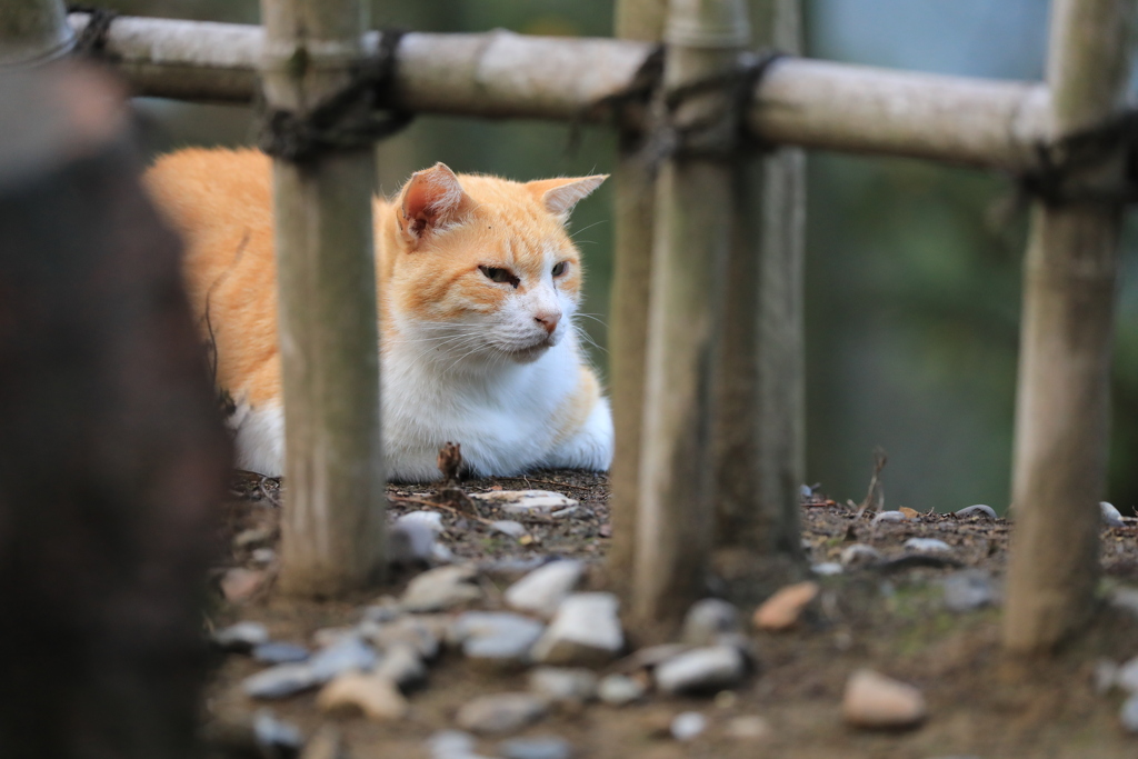 竹垣の向こうから