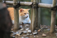 竹垣の向こうから