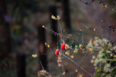 紅二点