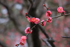 朝の目覚め