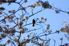 桜と小鳥