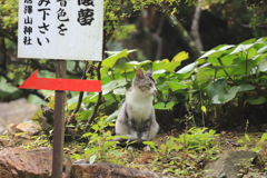 向こうじゃないよ、こっちだよ