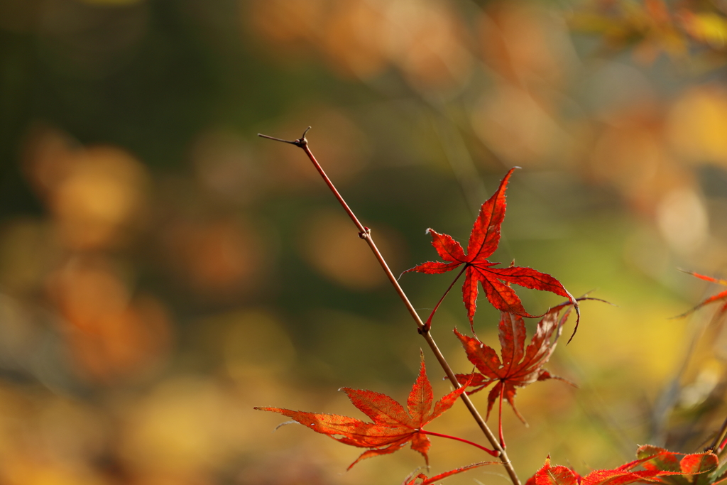 秋を語りかける紅葉