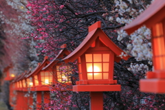 夜明けの華やぎ