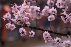 社に華やぐ