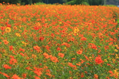 花模様