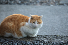 じゃりみちの上にて