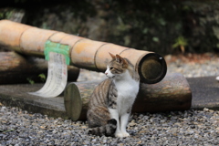 大竹の横にて