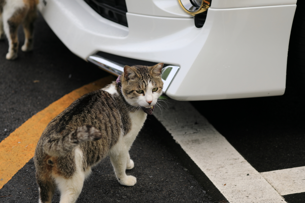 車のそばにて