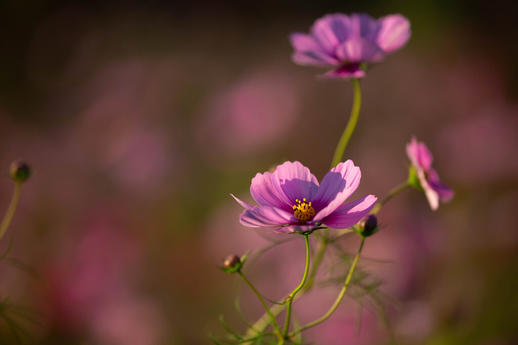 たおやかな想い
