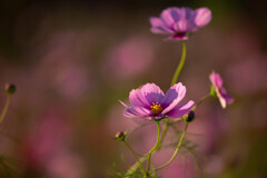 たおやかな想い