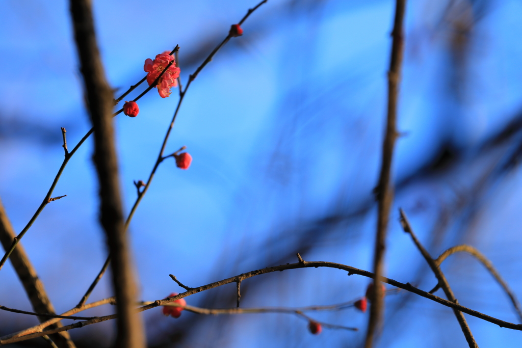 咲き始めの紅